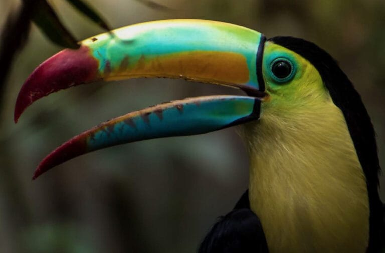 costarica